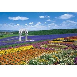 花の咲く丘-富良野
